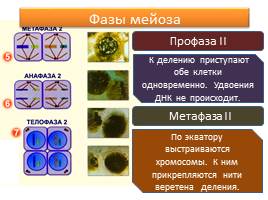 Образование половых клеток - Мейоз, слайд 7