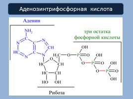 Нуклеиновые кислоты - АТФ, слайд 11