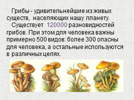 Грибы - Царство грибов, слайд 8
