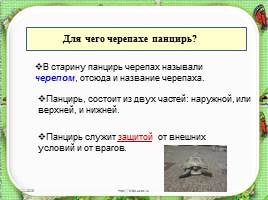 Исследовательская работа «Черепаха – удивительное животное», слайд 14