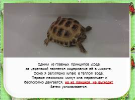 Исследовательская работа «Черепаха – удивительное животное», слайд 16