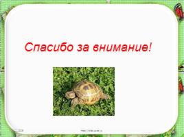 Исследовательская работа «Черепаха – удивительное животное», слайд 18