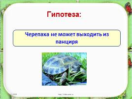 Исследовательская работа «Черепаха – удивительное животное», слайд 3