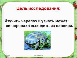 Исследовательская работа «Черепаха – удивительное животное», слайд 4