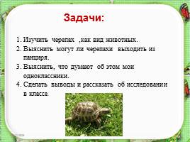 Исследовательская работа «Черепаха – удивительное животное», слайд 5