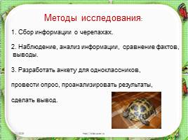 Исследовательская работа «Черепаха – удивительное животное», слайд 6