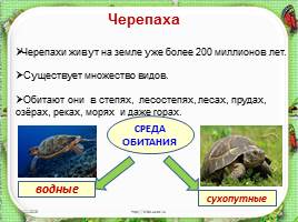 Исследовательская работа «Черепаха – удивительное животное», слайд 7