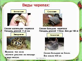 Исследовательская работа «Черепаха – удивительное животное», слайд 9