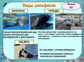 Исследовательская работа «Дельфин – разумное существо», слайд 10