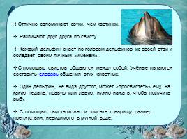 Исследовательская работа «Дельфин – разумное существо», слайд 16