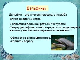 Исследовательская работа «Дельфин – разумное существо», слайд 7