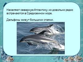 Исследовательская работа «Дельфин – разумное существо», слайд 8