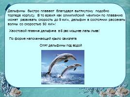 Исследовательская работа «Дельфин – разумное существо», слайд 9