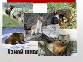 Красная книга Алтайского края, слайд 17