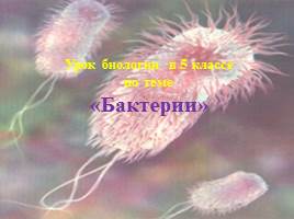 Бактерии, слайд 1