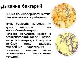 Бактерии, слайд 13