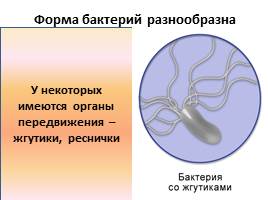 Бактерии, слайд 16
