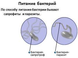 Бактерии, слайд 18