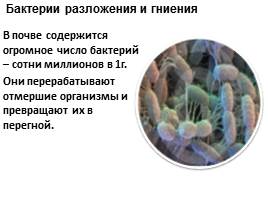 Бактерии, слайд 29