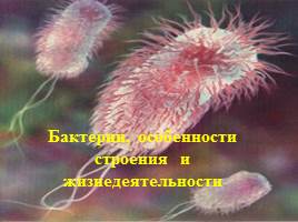Бактерии, слайд 4