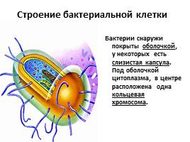 Бактерии, слайд 9