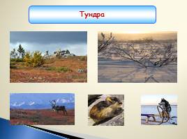 Природные зоны суши Земли, слайд 6