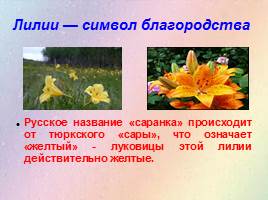 Урок по развитию речи «Лилия — цветок красоты», слайд 4