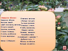 Стихи и загадки о яблоне и яблоках для детей, слайд 13