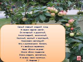 Стихи и загадки о яблоне и яблоках для детей, слайд 15
