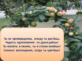 Стихи и загадки о яблоне и яблоках для детей, слайд 5