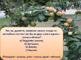 Викторина «Яблоки», слайд 15