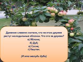 Викторина «Яблоки», слайд 16