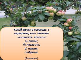 Викторина «Яблоки», слайд 17