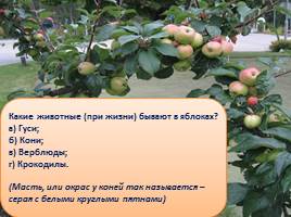 Викторина «Яблоки», слайд 19