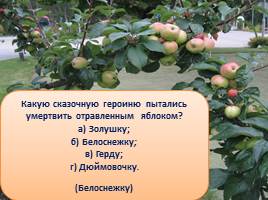 Викторина «Яблоки», слайд 21