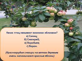 Викторина «Яблоки», слайд 22