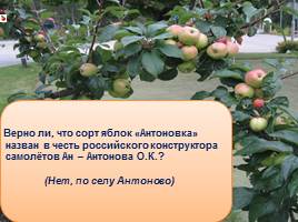 Викторина «Яблоки», слайд 4
