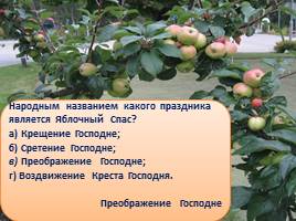 Викторина «Яблоки», слайд 9
