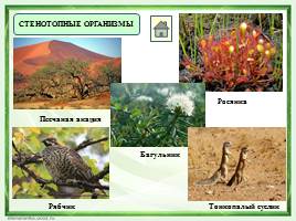 Местообитание - Географическое и экологическое распределение организмов, слайд 4