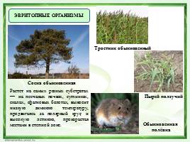 Местообитание - Географическое и экологическое распределение организмов, слайд 5