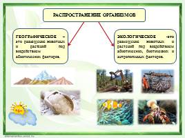 Местообитание - Географическое и экологическое распределение организмов, слайд 7