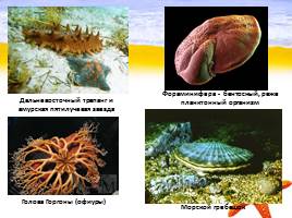 Морские экосистемы России и Дальнего Востока, слайд 16