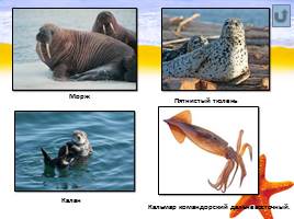 Морские экосистемы России и Дальнего Востока, слайд 18