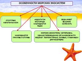 Морские экосистемы России и Дальнего Востока, слайд 4