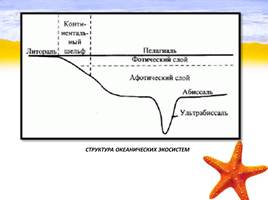 Морские экосистемы России и Дальнего Востока, слайд 5