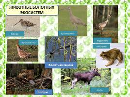Характеристика болотных экосистем России, слайд 11