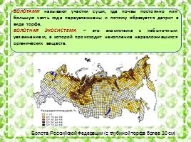 Характеристика болотных экосистем России, слайд 2