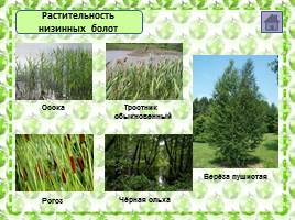 Характеристика болотных экосистем России, слайд 5