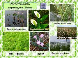 Характеристика болотных экосистем России, слайд 6