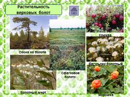 Характеристика болотных экосистем России, слайд 7